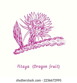 The Pitaya (dragon fruit) fruit flowering twig. Ink doodle drawing in woodcut style
