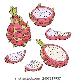 Pitaya dragon fruit graphic color isolated sketch illustration vector 