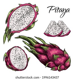 Pitaya or dragon fruit set: whole, half and sliced. Hand drawn vector illustration isolated on white background. 