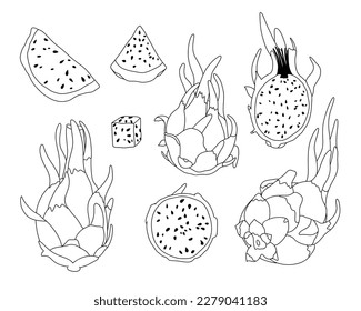 Pitaya or dragon fruit set: whole and half. Hand drawn outline vector illustration isolated on white background. Nature cactus for diet