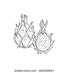 Pitaya dragonfruit isolated food sketch. Vector pithaya, exotic tropical dessert, dragon fruit