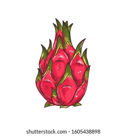 Pitaya dragonfruit isolated food sketch. Vector pithaya, exotic tropical dessert, dragon fruit