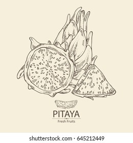 Pitaya fruit: fruit and pitaya slice. Dragon fruit. Vector hand drawn illustration