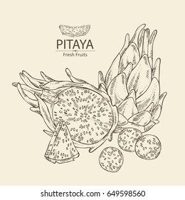 Pitaya fruit: fruit and pitaya slice. Dragon fruit. Vector hand drawn illustration