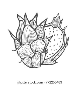 Pitaya Hand drawn Sketch of tropical dragon fruit. Exotic pink pitahaya fruit