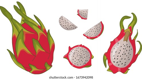 Pitaya aislada en blanco, en diferentes tipos: entero, pelado, cortado, carne. Vector, ilustración dibujada a mano.