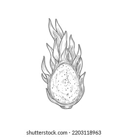 Pitaya with seeds dragon fruit cut on half isolated monochrome icon. Vector sketch of ripe pitahaya, juicy tropical vegetarian food, grocery product. Pithaya, exotic tropical dragonfruit dessert