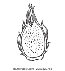 Pitaya Sketch. Dragon fruit hand drawing. Pitaya dragon fruit graphic black white isolated sketch illustration vector