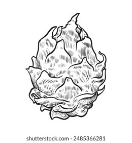 Boceto de Pitaya. Dibujo a mano de fruta dragón. Pitaya dragon fruta gráfico blanco negro aislado boceto ilustración Vector
