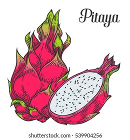 Pitaya Sketch of tropical dragon fruit. Exotic pink pitahaya fruit with green leaves on the top. Tropical cocktail recipe, juice dessert smoothie packaging pitaya design