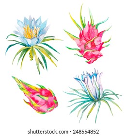 Pitaya. Vector illustration isolated. Tropical flower pitaya. Exotic fruit.