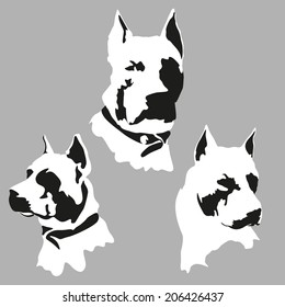 pitbul american staffordshire terrier dog vector icon 