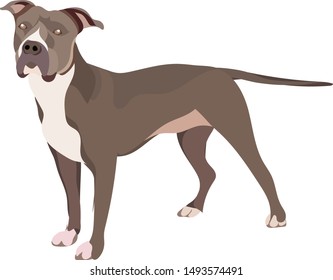 Pitbul dogs with flat design style