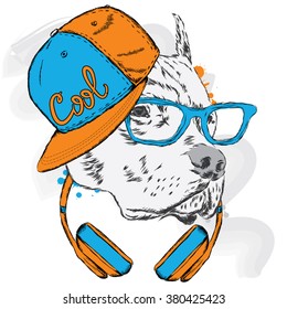 Pitbull in cap and headphones. Dog vector.