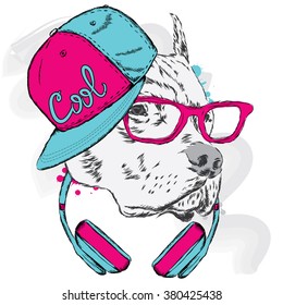 Pitbull in cap and headphones. Dog vector. 