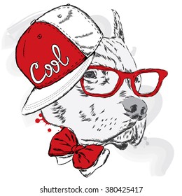 Pitbull in cap and tie. Dog vector. Vector illustration for greeting card, poster, or print on clothes.