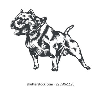 Pitbull Dog Breed Vector Illustration, Pitbull Dog Vector on White Background for t-shirt, logo and others