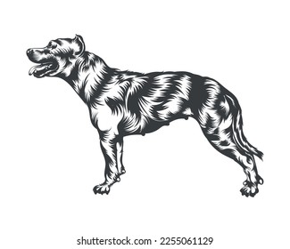 Pitbull Dog Breed Vector Illustration, Pitbull Dog Vector on White Background for t-shirt, logo and others