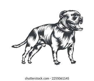 Pitbull Dog Breed Vector Illustration, Pitbull Dog Vector on White Background for t-shirt, logo and others