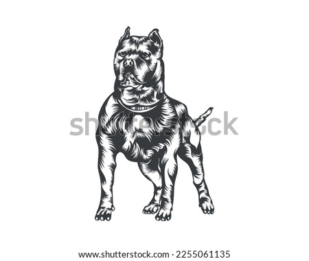 Pitbull Dog Breed Vector Illustration, Pitbull Dog Vector on White Background for t-shirt, logo and others