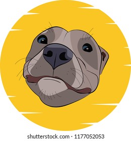 Pitbull dog head. Vector illustration.