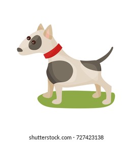 Pitbull dog, purebred pet animal standing on green grass colorful vector Illustration