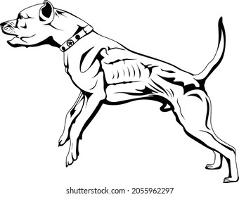 Perro Pitbull - ilustración vectorial