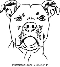 pitbull frontal face ink drawing mouth closed