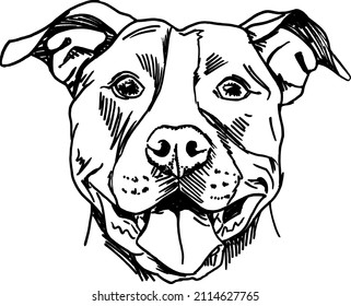 pitbull frontal face mouth open
