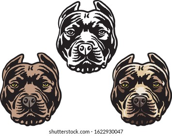 Pitbull head, black and white and color.Vector illustrationillustration