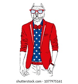 Pitbull hipster in a jacket and sunglasses . Vector illustration. The print on the cover , clothing or card .
