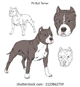 Pitbull-Illustration, Hunderassen