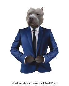 Pitbull in man suit on white background,concept for confidence,fierce and serious character