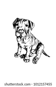 pitbull puppy dog hand drawing illustration vector
