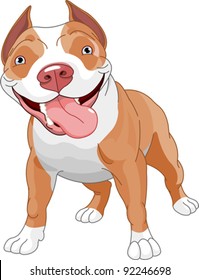 Pitbull, standing in front of white background