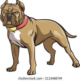pitbull standing mascot vector ilustration