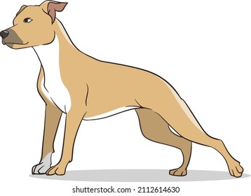 pitbull standing vector ilustration with white beground 