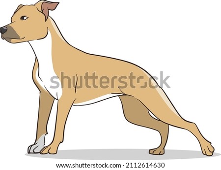 pitbull standing vector ilustration with white beground 