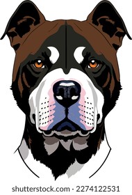 Pitbull terrier dog breed vector