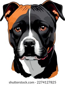 Pitbull terrier dog breed vector