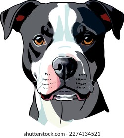 Pitbull terrier dog breed vector