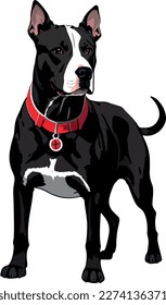 Pitbull terrier dog breed vector