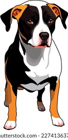 Pitbull terrier dog breed vector