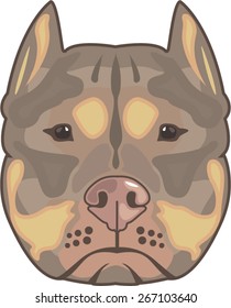 Pitbull vector