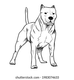 Pitbull vector hand drawing illustration in black color isolated on white background