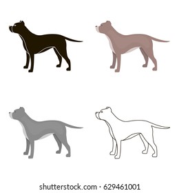 Pitbull vector icon in cartoon style for web