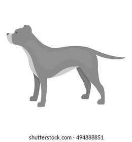 Pitbull vector icon in monochrome style for web