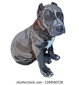 Pitbull vector illustration