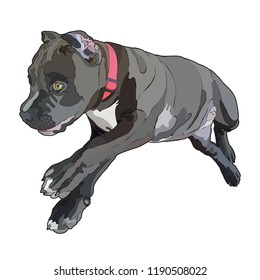 Pitbull. Vector illustration