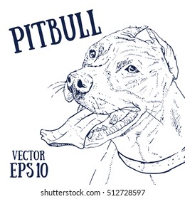 Pitbull vector illustration. Dog sketch.